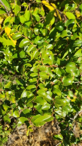 buffalo-thorn