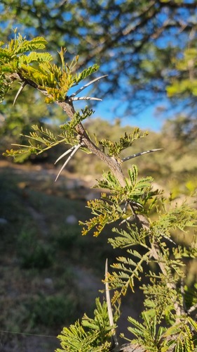 Egyptian acacia