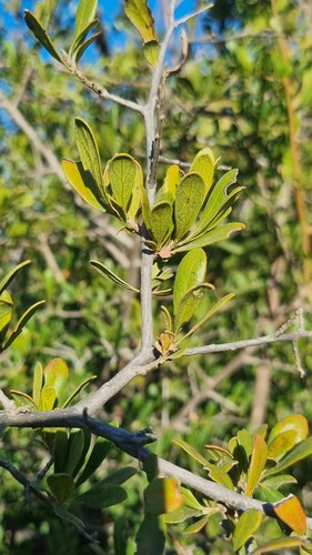 Bluebush