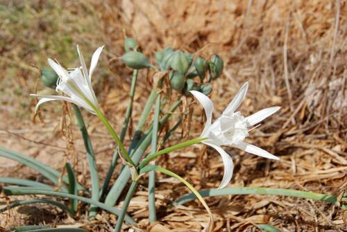 Sea Daffodil