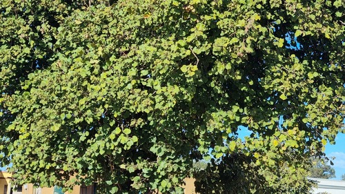 chewing gum tree