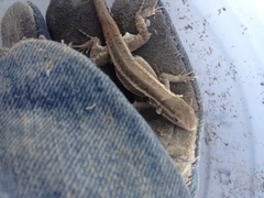 Sceloporus variabilis marmoratus