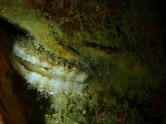 Mimachlamys varia