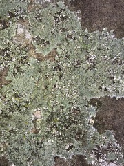 Protoparmeliopsis muralis