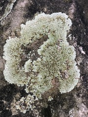 Protoparmeliopsis muralis