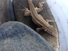 Sceloporus variabilis marmoratus
