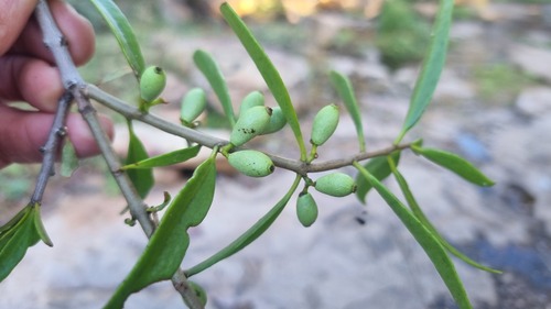 Acacia Mistletoe
