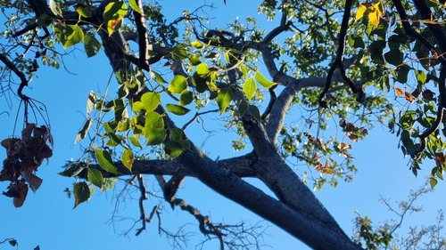 Carrot Tree