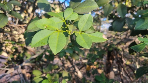 Rock White-Ironwood