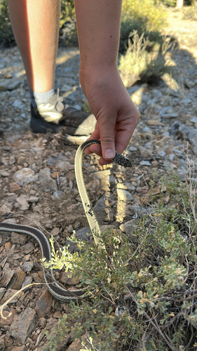 iNaturalist observation photo of Striped Whipsnake