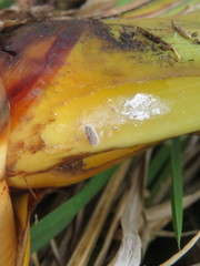 Balanococcus diminutus