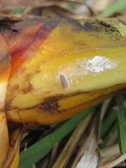 Balanococcus diminutus