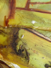 Balanococcus diminutus