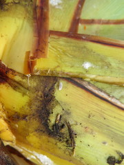 Balanococcus diminutus