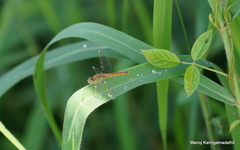 Brachythemis contaminata