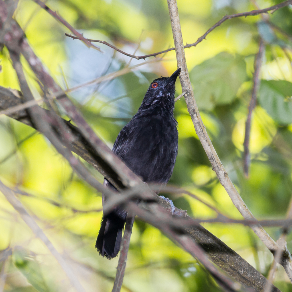 White-shouldered and Goeldi's Antbirds