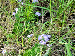 Chaenostoma campanulatum