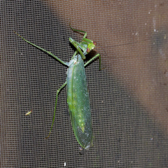 Macromantis hyalina