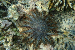 Acanthaster