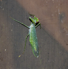 Macromantis hyalina