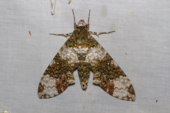 Manduca albiplaga