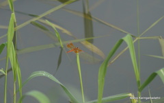 Brachythemis contaminata