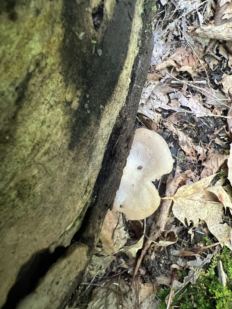Oysterlings
