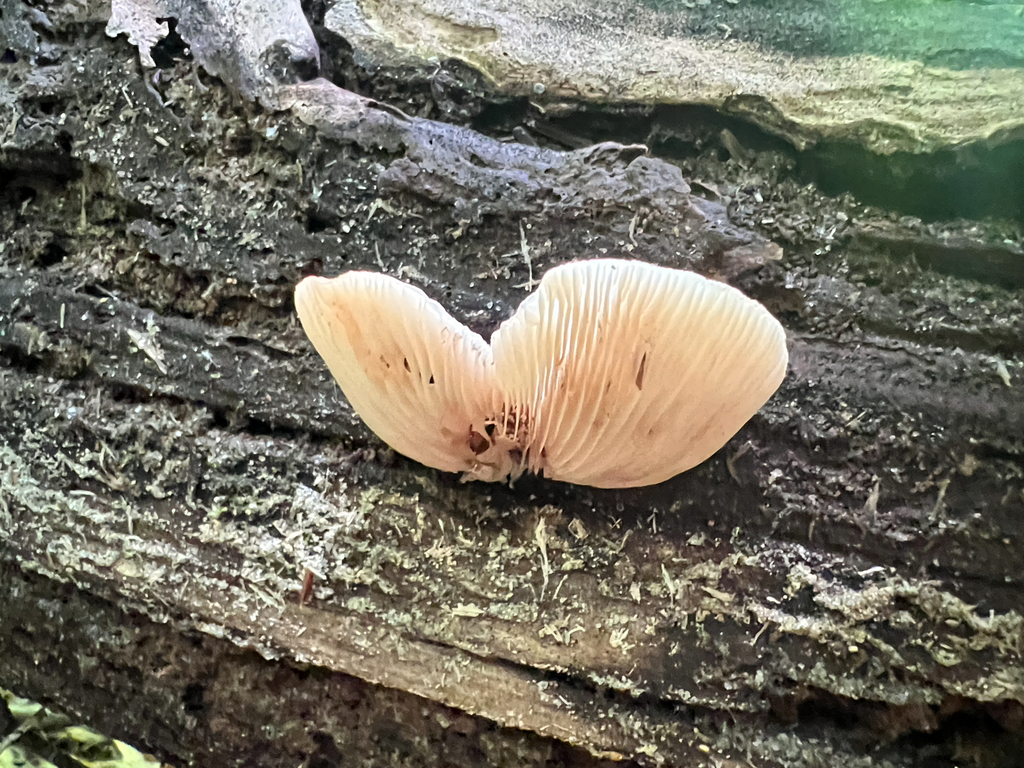 Oysterlings
