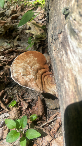 artist's bracket