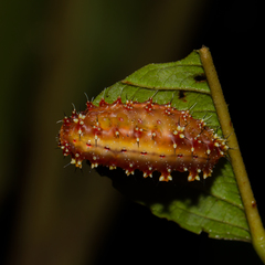 Zygaenoidea