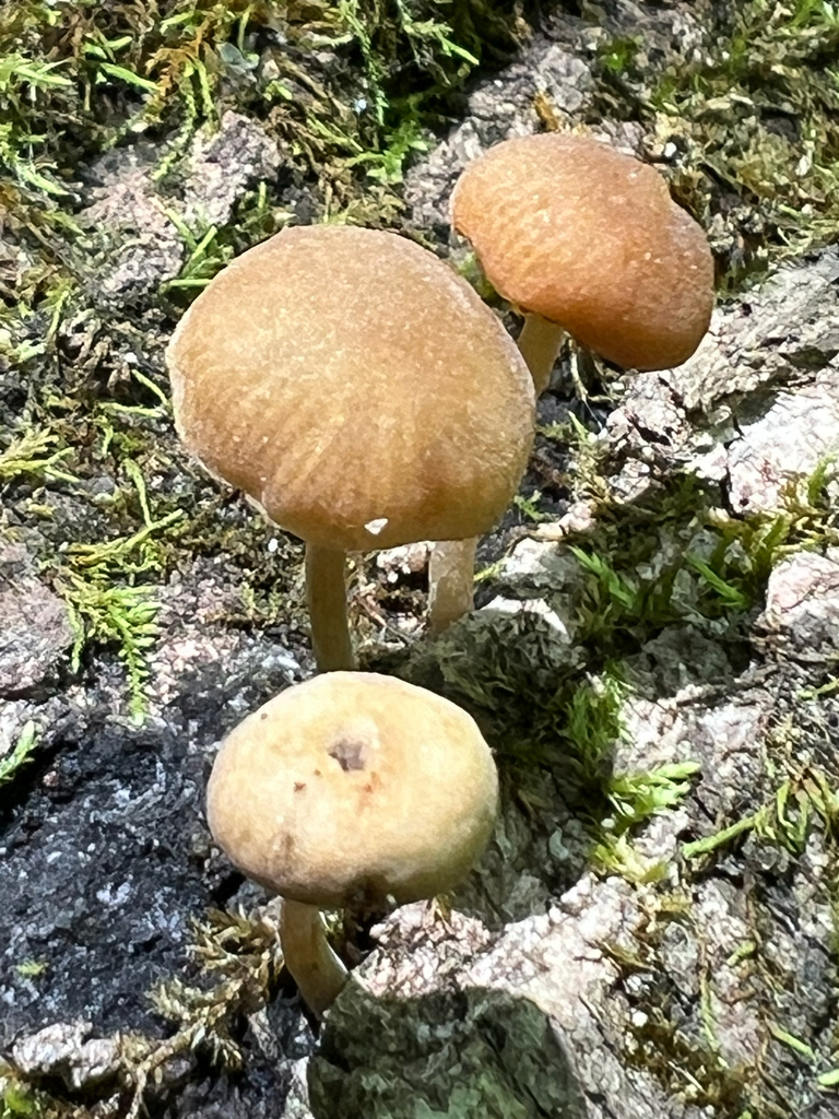 Simocybe