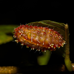 Zygaenoidea