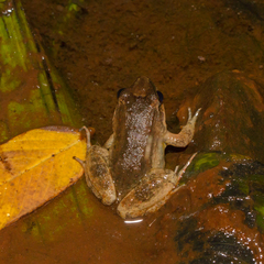 Leptodactylus leptodactyloides