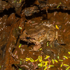 Leptodactylus leptodactyloides