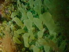 Polymastia penicillus
