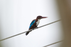 Halcyon smyrnensis