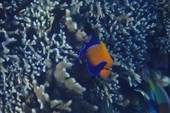 Pomacanthus navarchus