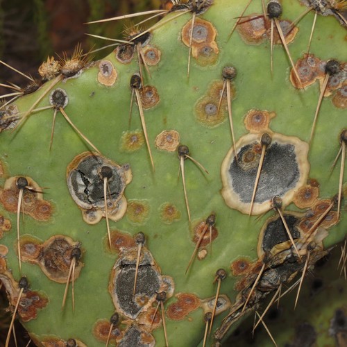 Prickly Pear Leaf Spot