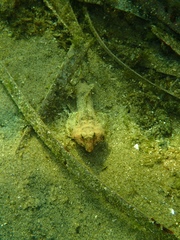 Synchiropus calauropomus