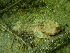 Synchiropus calauropomus