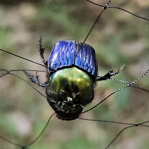 Phanaeus dejeani