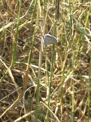 Hemiargus ceraunus astenidas