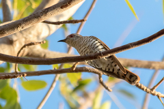 Chrysococcyx minutillus