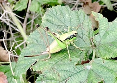 Eupholidoptera chabrieri