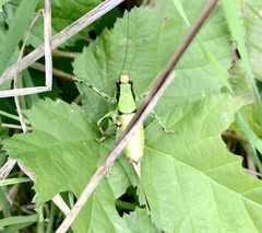 Eupholidoptera chabrieri