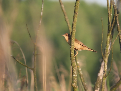 Buscarla unicolor (Locustella luscinioides)