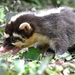 Small-toothed Ferret Badger - Photo (c) Niraj Mani Chourasia, some rights reserved (CC BY-NC), uploaded by Niraj Mani Chourasia