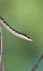 Dendrelaphis tristis