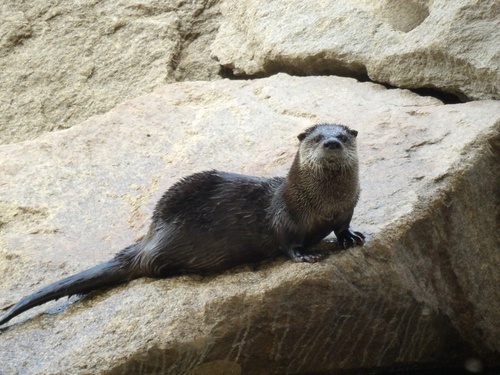 North American River Otter photographed in Colorado
