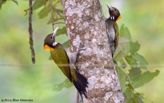 Chrysophlegma flavinucha